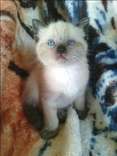 ____ chat est vraiment mignon.