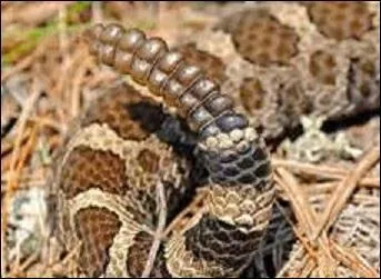 Qu'est-ce que la cliquette ?