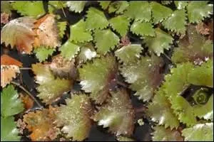 Quel nom porte cette plante donnant des fruits épineux, comestibles ?