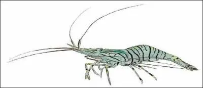 Quelle proposition correspond à cette crevette ayant une longue queue ?