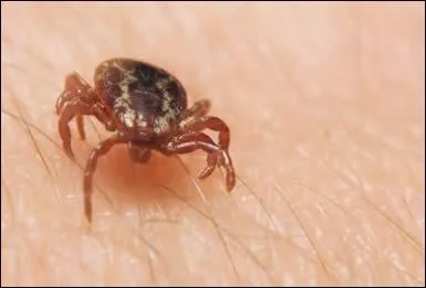 Personne qui vit dans l'oisivet&eacute;, aux d&eacute;pens d'autrui ou de la soci&eacute;t&eacute;.