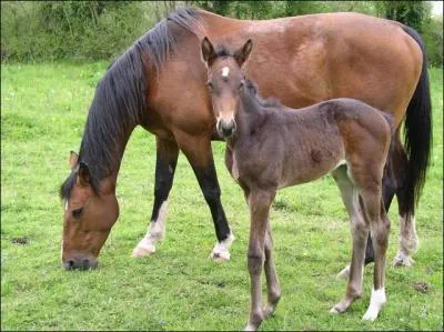 Quel est son embranchement ?
