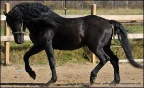 Quel est son sous-embranchement ?