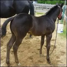 Quelle est sa sous-classe ?