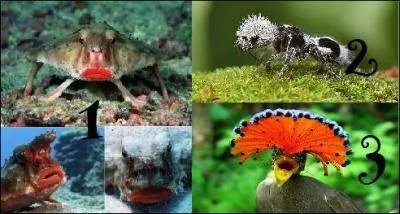 Je cherche le moucherolle royal d'Amazonie, quel chiffre dois-je choisir si je veux trouver cet animal ? (agrandissez l'image)