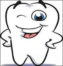 Combien un homme adulte possède-t-il d'incisives ?