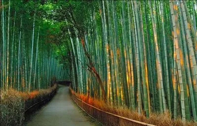 Que plante-t-on dans une bambouseraie ?