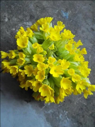 Oiseaux, plantes à fleurs jaunes ou horloges, ils portent tous le même nom. Lequel ?