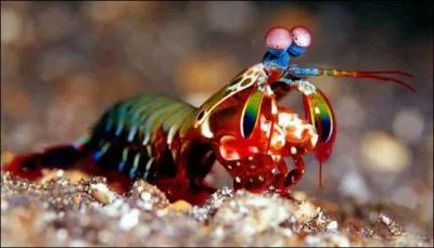 Lorsque la squille frappe une proie, sa puissance est, comparativement à notre taille, équivalente à celle d'un poids lourd de 150 kg !