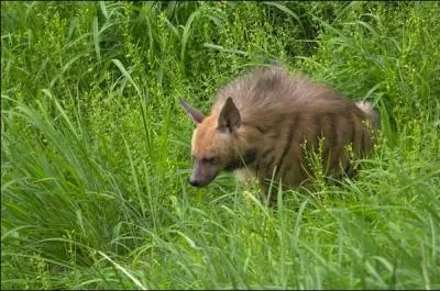 Comme vous le savez sans doute, on trouve les quatre espèces de hyènes, dont la hyène rayée, uniquement en Afrique !