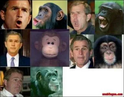 L'homme est plus proche du chimpanzé que ne le sont l'éléphant d'Afrique et d'Asie entre eux !