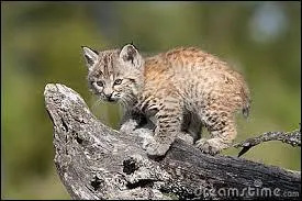 Trouve l'animal qui se trouve sur la photo.