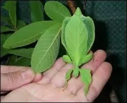 Trouve l'animal qui se trouve sur la photo.