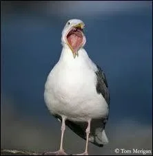 Trouve l'animal qui se trouve sur la photo.