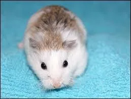 Trouve l'animal qui se trouve sur la photo.