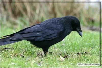 Trouve l'animal qui se trouve sur la photo.