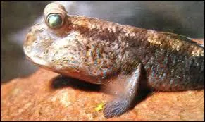 Trouve l'animal qui se trouve sur la photo.