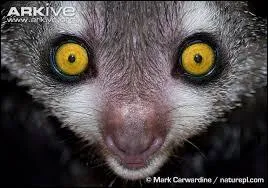 Trouve l'animal qui se trouve sur la photo.