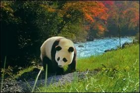 C'est un animal solitaire.