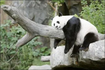 Il ne peut pas vivre dans les zoos.