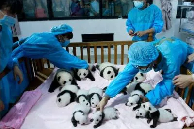 En Chine, il existe un centre d'élevage de cet animal.