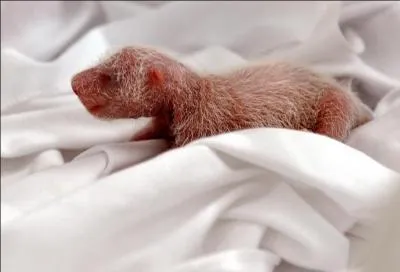 À sa naissance, le petit est rose, aveugle et sans dents. Il pèse environ 100 grammes.