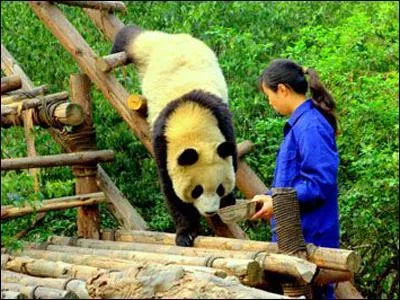 Il est important d'élever cet animal en zoo pour assurer sa survie.