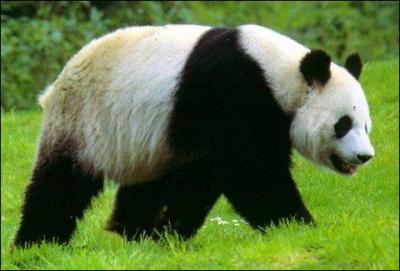 Cet animal est un panda géant.