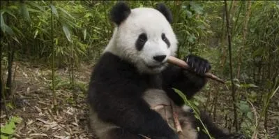 En 2003, il y avait plus de pandas géants en liberté qu'en 2015.