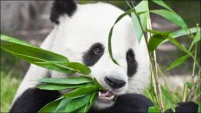 Il passe la moitié de sa journée à manger.