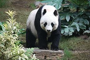Quiz Panda