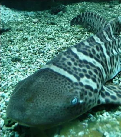 Lequel de ces requins est né à l'Océanopolis de Brest ?