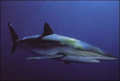 Très mobile et migrateur, ce requin vit le plus souvent sur le bord du plateau continental jusqu'à une profondeur de 50 mètres.