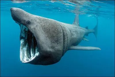 Facilement reconnaissable avec sa haute nageoire dorsale et sa bouche distendue