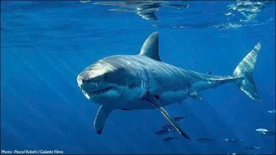 Avec une taille maximale supérieure à 6 m de long