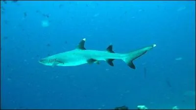 C'est un superprédateur agressif, qui se nourrit d'une grande variété de poissons, mais aussi de raies de la famille des Myliobatidae, de petits requins et de céphalopodes.