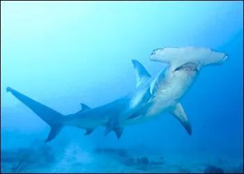 De l'ordre des Carcharhiniformes