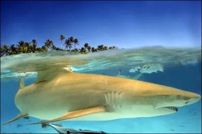 C'est une espèce de requin de la famille des Carcharhinidae, vivant habituellement près des côtes.
