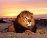 Un mâle adulte se nourrit de 3 kg de viande chaque jour.