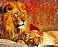 La crinière du lion d'Asie est moins touffue que celui d'Afrique.