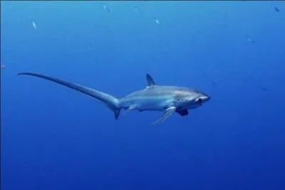 Ce requin se contente d'évoluer à distance des plongeurs. Méfiance tout de même pour les chasseurs sous-marins, l'un d'eux ayant été attaqué en 1993 en Nouvelle-Zélande.