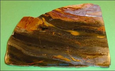 Oiseau passereau d'Australie :