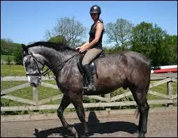 Quelle est la taille moyenne du hunter irlandais ?