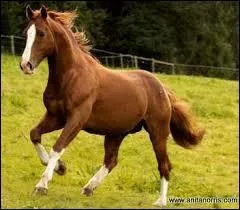 Le hunter irlandais est :