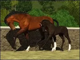 Combien y a-t-il de catégories de hunters ?