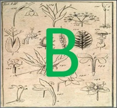 B comme Botanique : laquelle de ces plantes fait partie de la famille des graminées ?