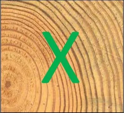 X comme Xylologie : qu'étudie la xylologie ?