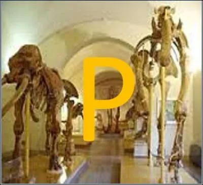 P comme Paléontologie : grâce à quoi les paléontologues datent-ils les fossiles de façon précise ?