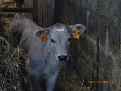 Ce petit veau est-il né avant ou après le veau de la question 3 ?