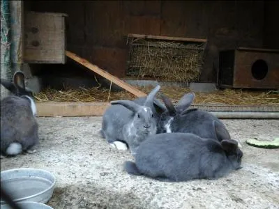 Les lapins vivent dans....